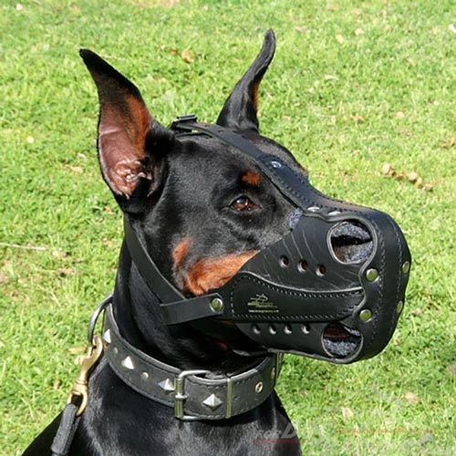 Doberman Muzzle for Dog Education