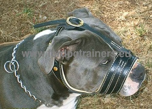 Head collar for Pitbull easily adjustable dog accessory