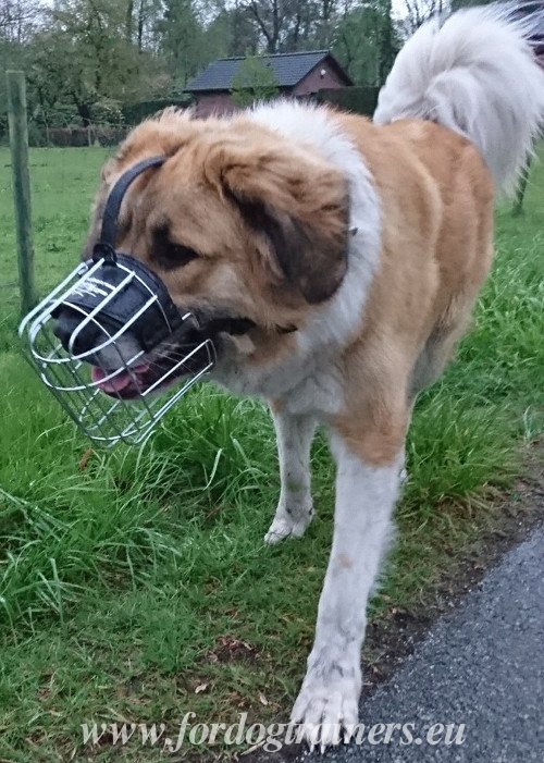 Muselire grillage pour chien avec boucle de sortie
rapide