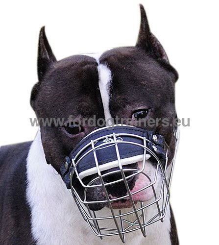 Muselière panier en acier pour Amstaff