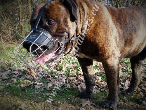 Muselière fiable pour Boerboel