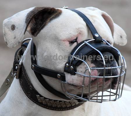 Wire Basket Muzzle for Bulldog