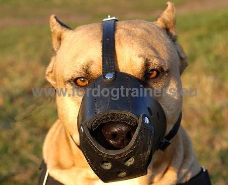 Leather Muzzle Perfect Construction for Staffy
