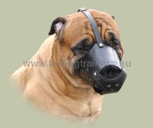 Muselière cuir
parfaitement adaptée aux Bullmastiffs