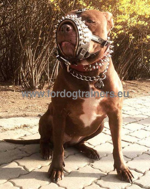 Ventilated leather muzzle for Pitbull