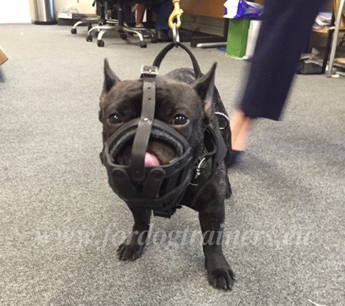 Muselière faite manuellement pour petit Bulldog