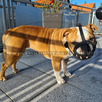 Muselire douce et confortable pour Bouledogue