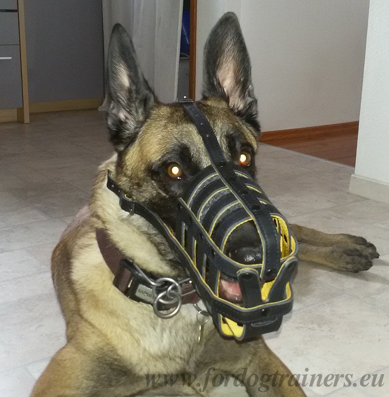Museliere legere pour chien | Museliere confort en cuir Museliere legere pour chien | Museliere confort en cuir
