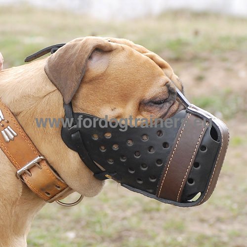 Muselire en cuir ultra fort pour Bullmastiff