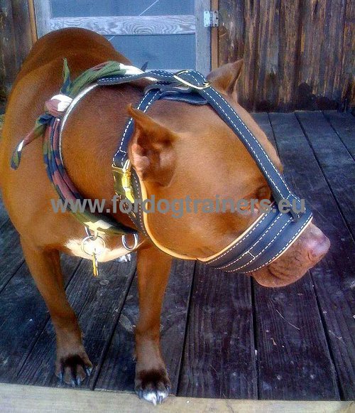 Muselire trendy en cuir pour Amstaff