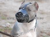 Leather muzzle for daily use closed type for Pitbull