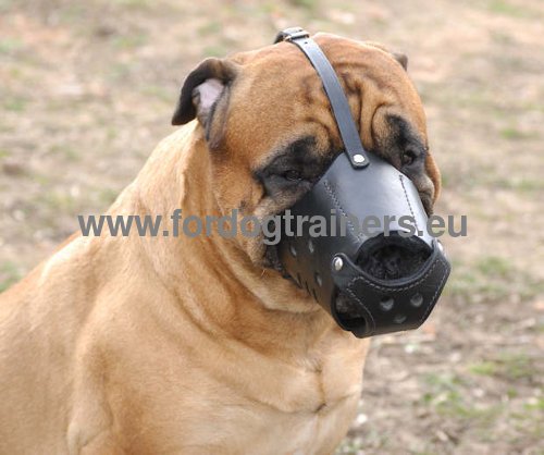 Leather muzzle for walks and work with Bullmastiff