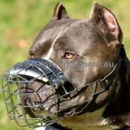 Amerikanischer Pitbull Bester Draht Maulkorb Hund