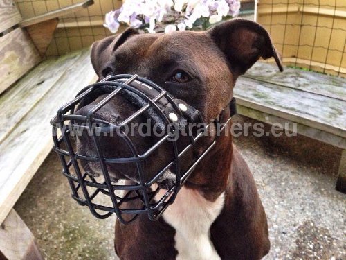 Muselière confort pour Pitbull
