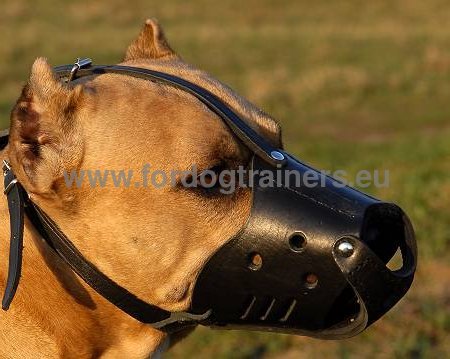 Muselire durable et fiable en cuir pour Amstaff