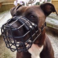 Big Dog Wire Muzzle for Pitbull [M10##1057 Museruola gommata a cestello]