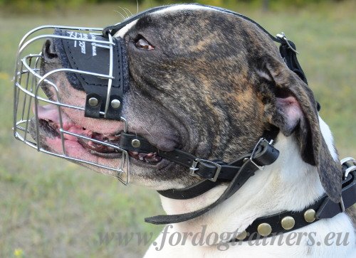 Muselière grille en acier chromé pour Bouledogue
Américain