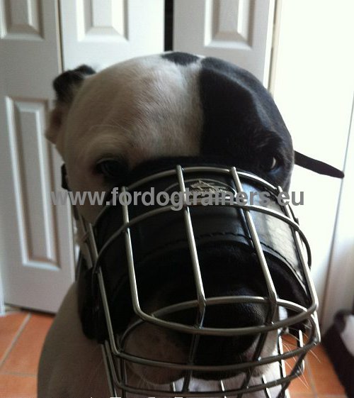High-quality metal basket muzzle Pitbull