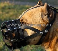 Museliere panier cuir pour Amstaff | Muselire de marche⚑