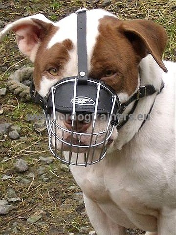 Amstaff Muzzle for Training and Walks