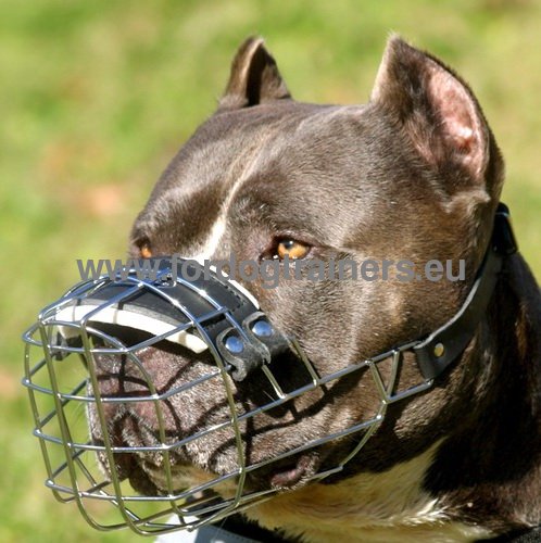 Muselire panier inoxydable pour Pitbull pour tous les
jours