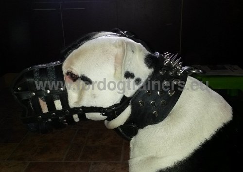 Muselière fiable en cuir pour Bouledogue américain