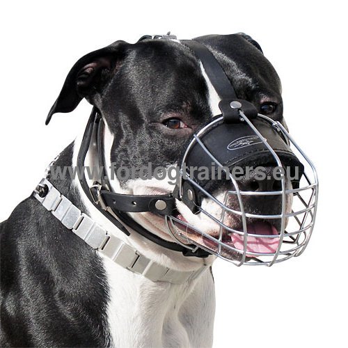 Muselire en acier
pour Amstaff Durable & Fiable