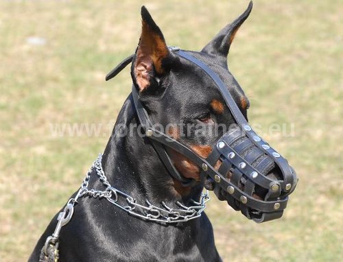 Muselière bien aérée en cuir de qualité pour
Dobermann
