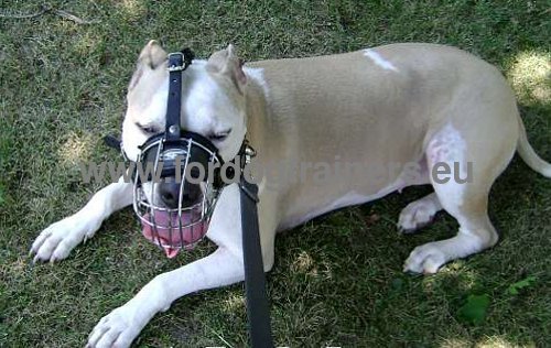 Top-notch Wire Basket Muzzle for Pitbull