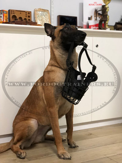 Muselire caoutchoute pour malinois belge