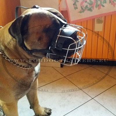 Muselire solide pour bullmastiff avec rembourrage