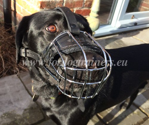 Muselière de qualité excellente pour chien de compagnie