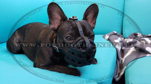 Equipement pour bouledogue francais en cuir doux