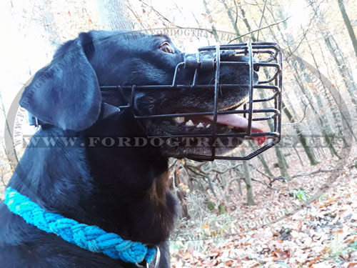 Muselire pour chien de chasse