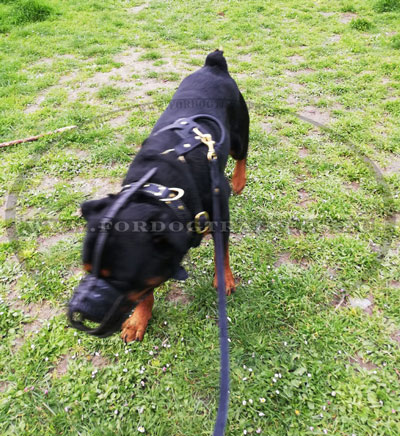 Muselire en courroies cuir pour Rottweiler