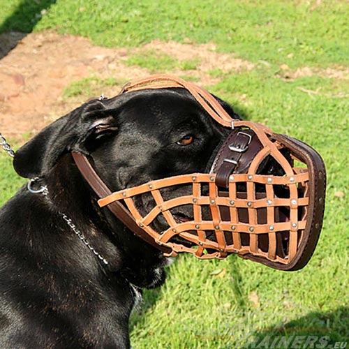 Muselire panier en cuir pour Cane Corso