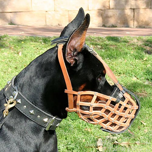 Muselire de formation panier en cuir pour Dobermann