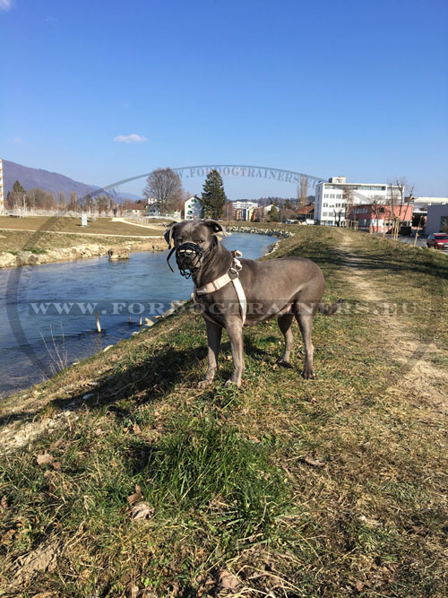 Muselire cage grillage pour chien Cane Corso