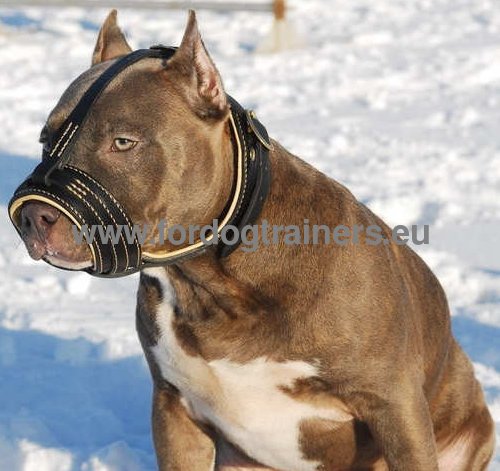 Muselire fiable et joli en cuir
pour Pitbull