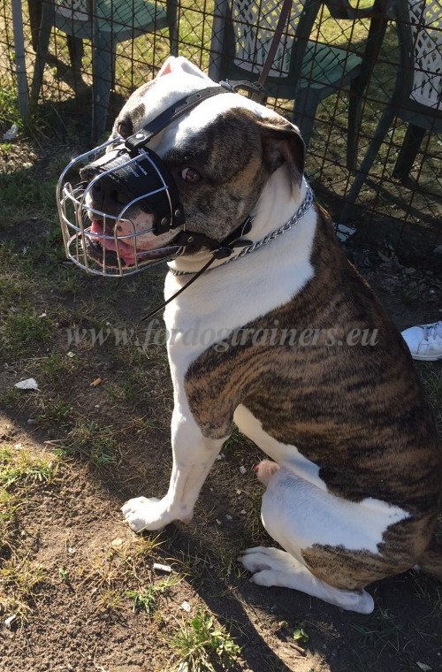 Muselire type cage pour Bulldog amricain
