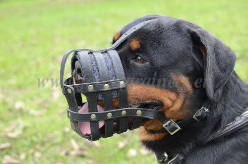 Handcrafted Leather Muzzle for Rottweiler