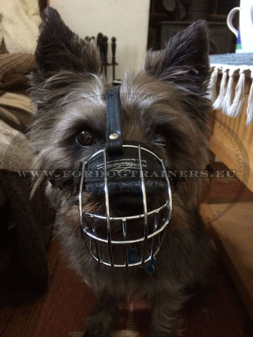 Basket Muzzle for Small Dog Terrier