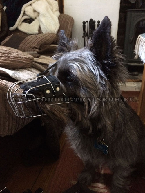 Best Basket Muzzle for Small Dogs Cairn Terrier