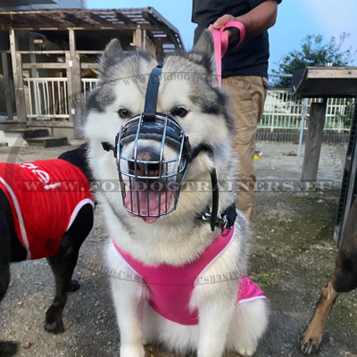 Basket Muzzle for Aggressive Dogs with Leather Straps
