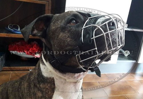 Good Muzzle for Pitbull Walking and Training