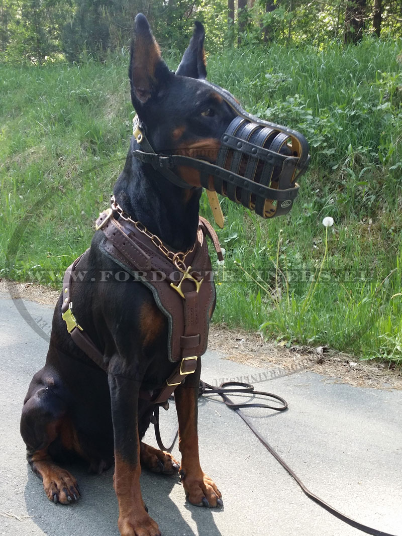 doberman muzzle