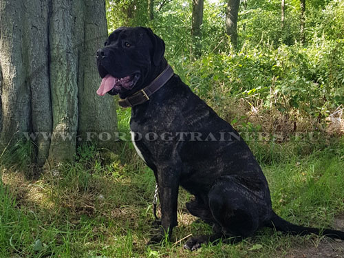 Dog Leather Padded Collar for Extra Large Dog
