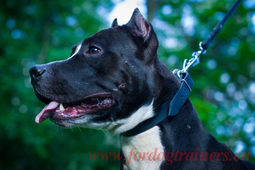 Amstaff Lederhalsband fr Hundetraining