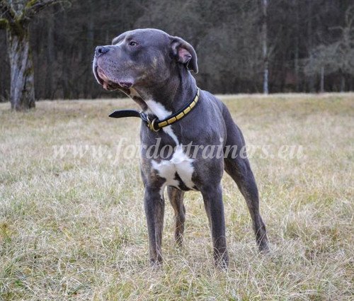 Alauntbull Training Walking Collar