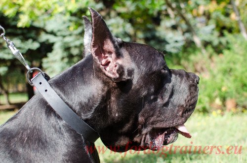 Great Dane Leather Collar